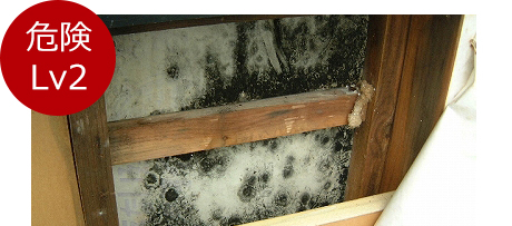 壁の中で結露が起こるとカビが発生し、「腐朽菌」が現れます。