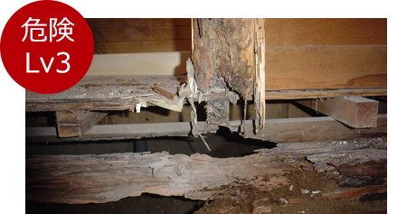 腐朽菌は骨組みを腐らせ、住宅そのものを倒壊の危険にさらします。