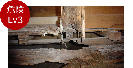 腐朽菌は骨組みを腐らせ、住宅そのものを倒壊の危険にさらします。